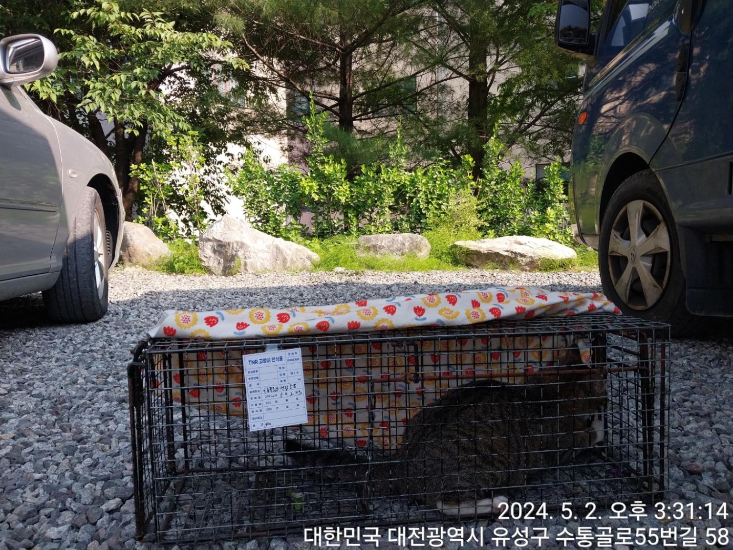 보호중동물사진 공고번호-대전-유성-2024-00186