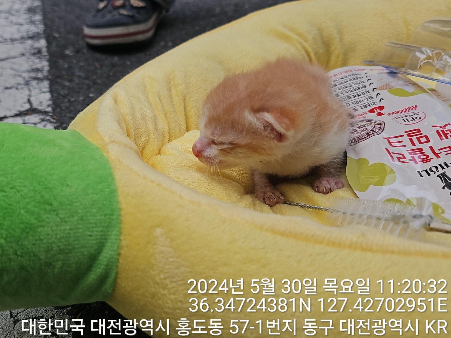 공고 번호가 대전-동구-2024-00150인 한국 고양이 동물 사진