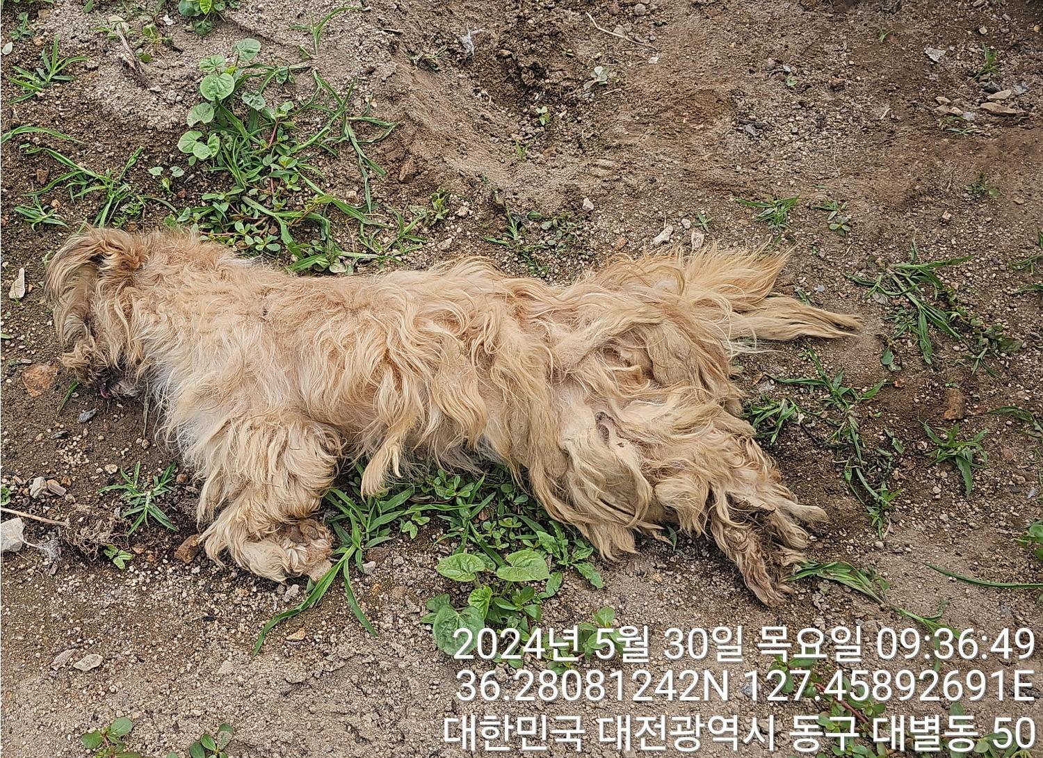 공고 번호가 대전-동구-2024-00149인 믹스견 동물 사진