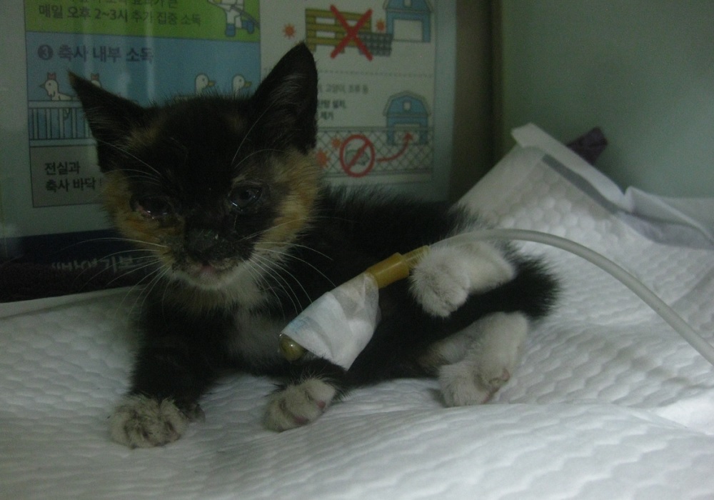 공고 번호가 울산-중구-2024-00141인 한국 고양이 동물 사진