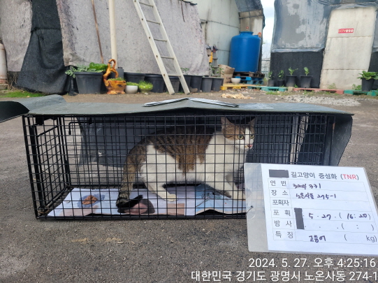 보호중동물사진 공고번호-경기-광명-2024-00333