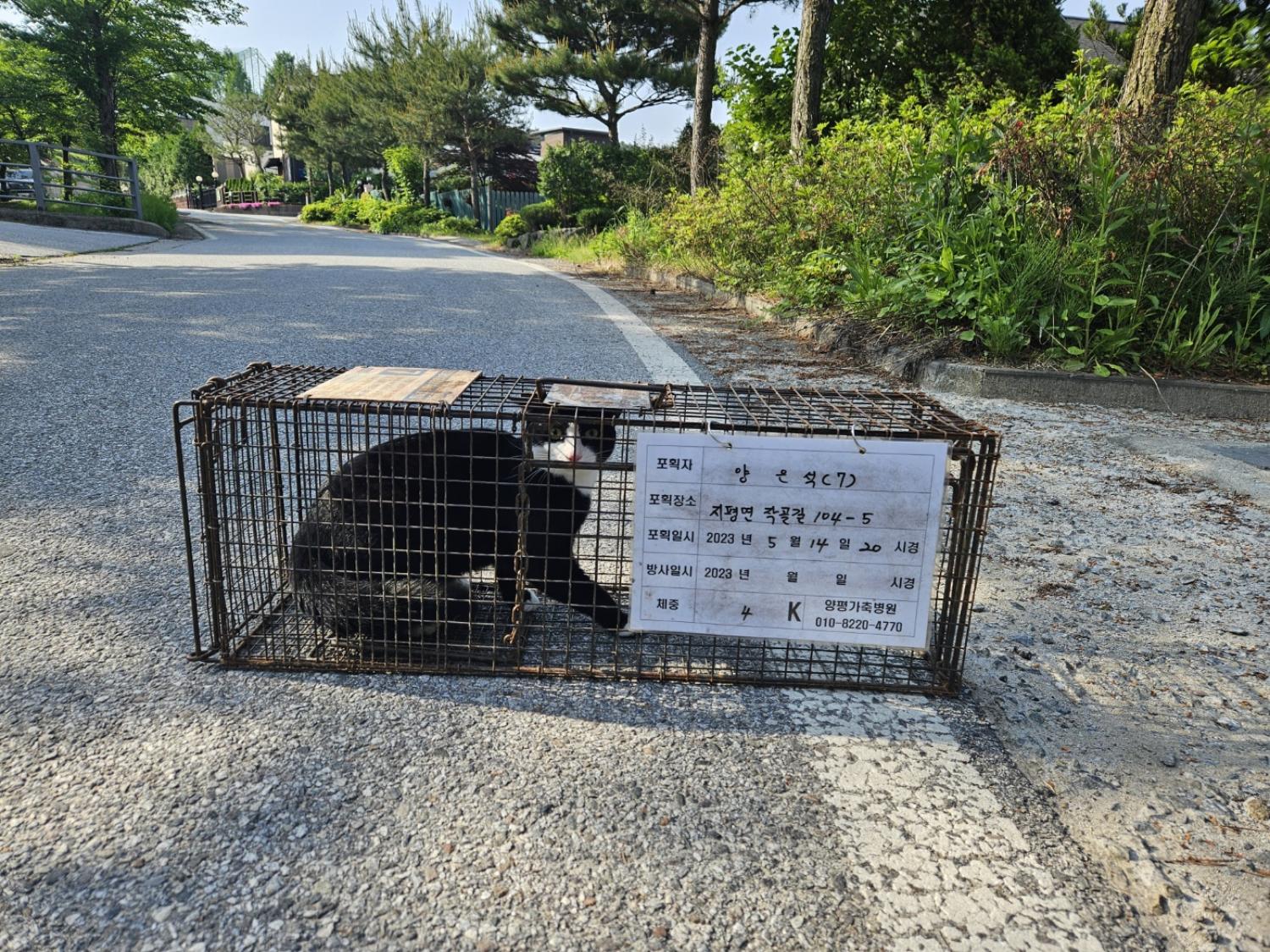 보호중동물사진 공고번호-경기-양평-2024-00623