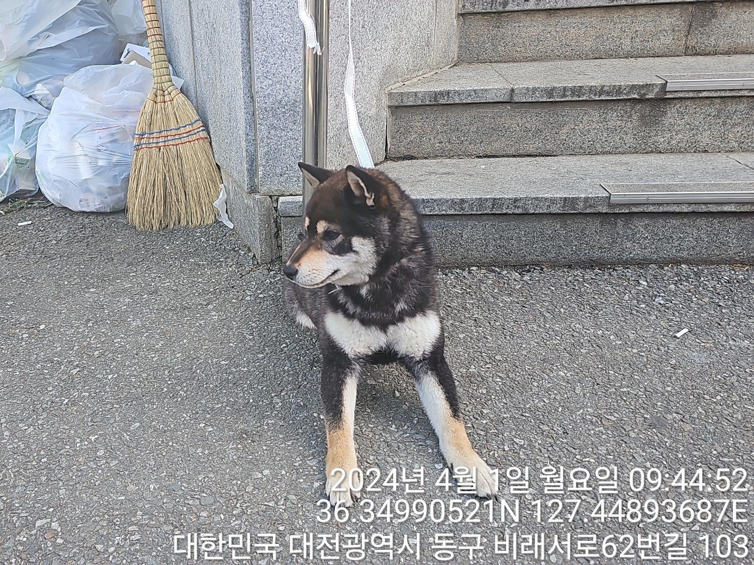 공고 번호가 대전-동구-2024-00079인 시바 동물 사진