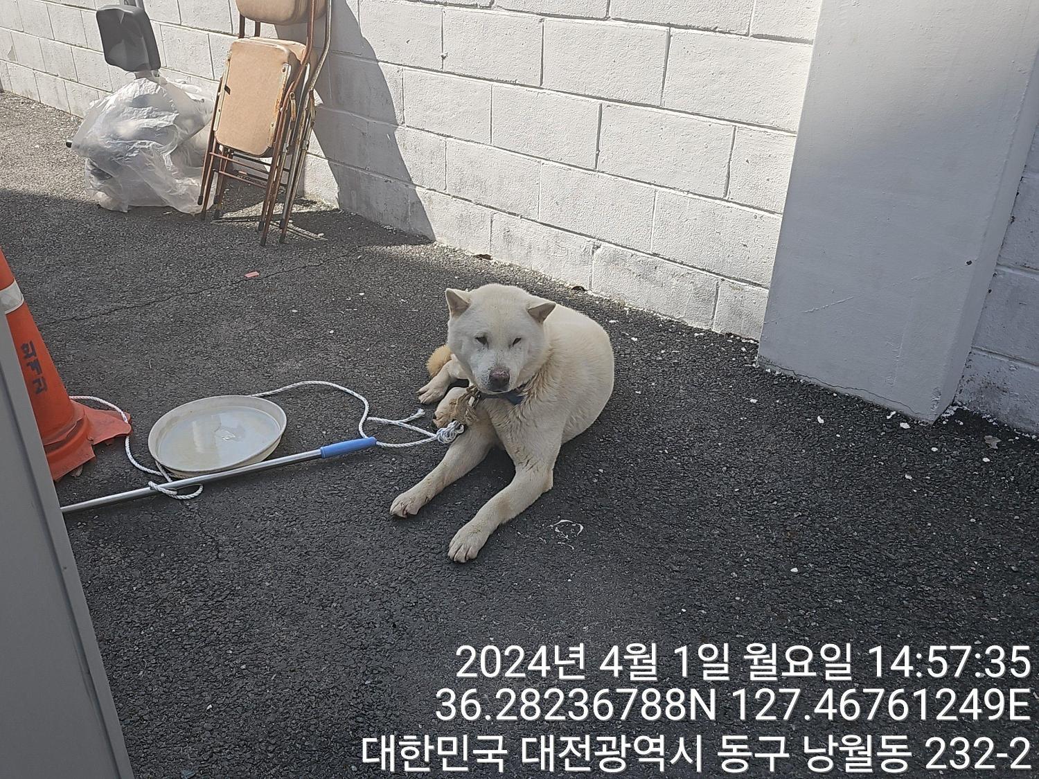공고 번호가 대전-동구-2024-00080인 진도견 동물 사진
