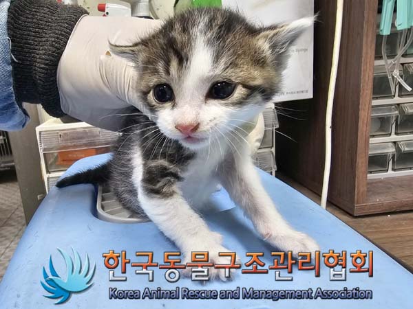 공고 번호가 서울-강서-2024-00068인 한국 고양이 동물 사진  