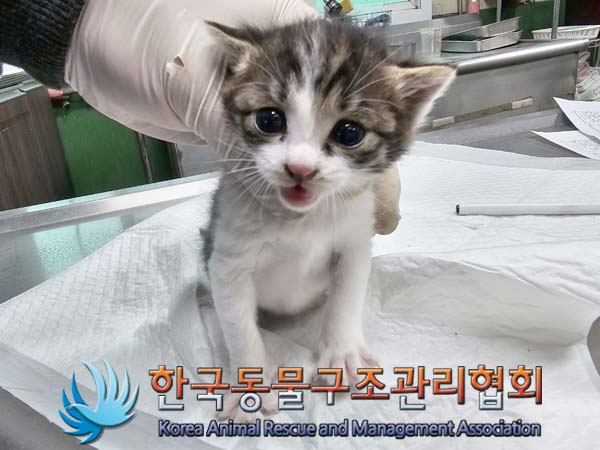 공고 번호가 서울-강서-2024-00069인 한국 고양이 동물 사진  