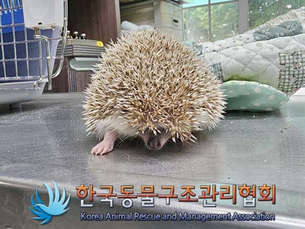 공고 번호가 서울-강남-2024-00024인 기타축종 동물 사진  