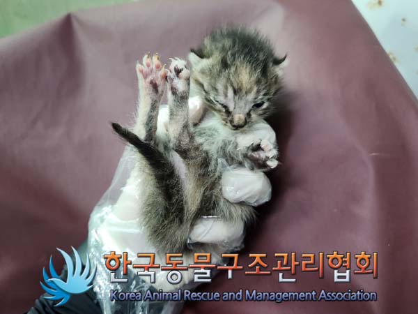 공고 번호가 경기-양주-2024-00239인 한국 고양이 동물 사진