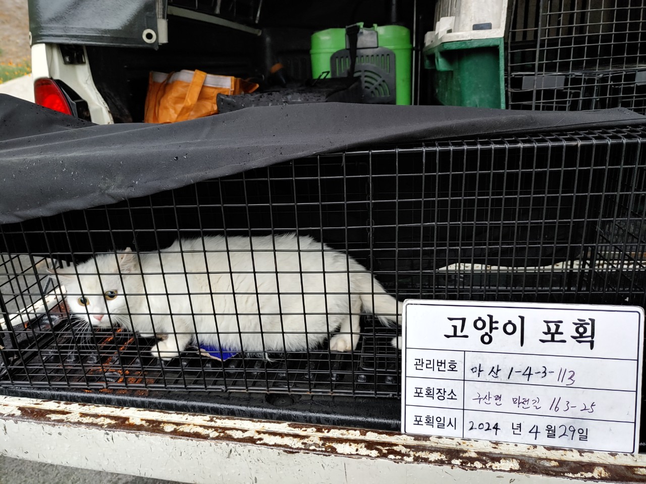 보호중동물사진 공고번호-경남-마산-2024-00591