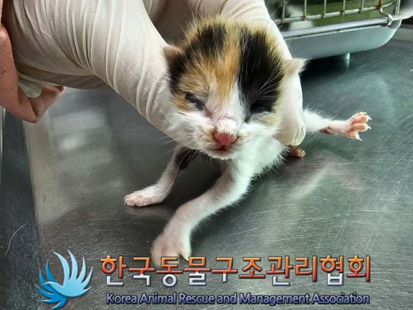 공고 번호가 서울-성동-2024-00024인 한국 고양이 동물 사진  