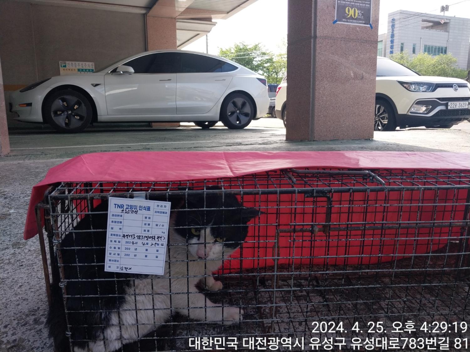 보호중동물사진 공고번호-대전-유성-2024-00173