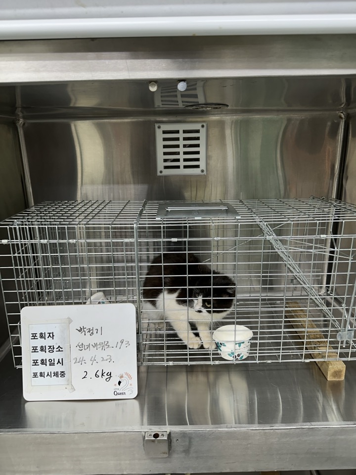 보호중동물사진 공고번호-인천-중구-2024-00116