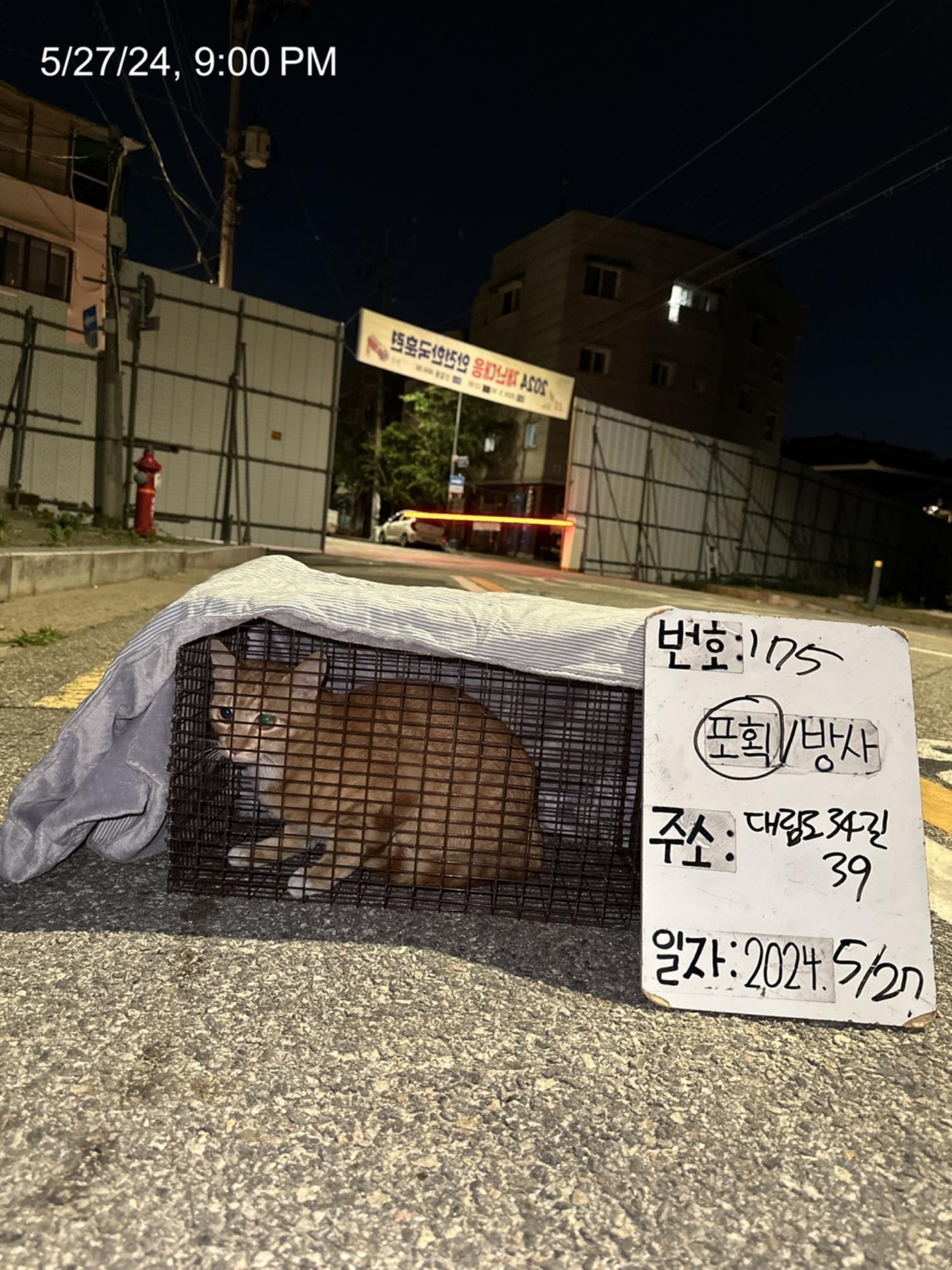 보호중동물사진 공고번호-서울-영등포-2024-00176