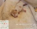공고 번호가 대전-유성-2024-00112인 한국 고양이 동물 사진