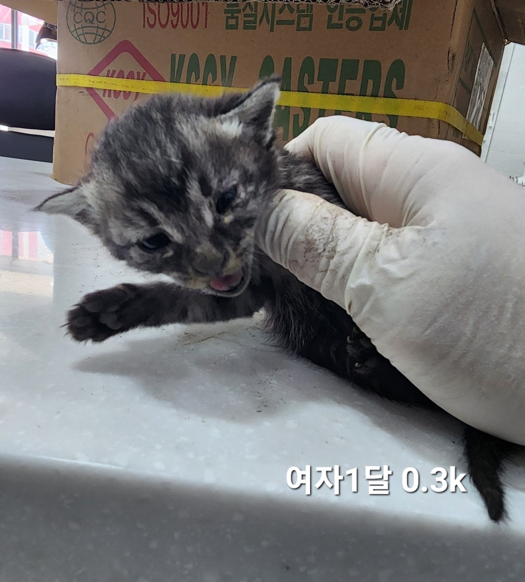 공고 번호가 충북-옥천-2024-00220인 한국 고양이 동물 사진
