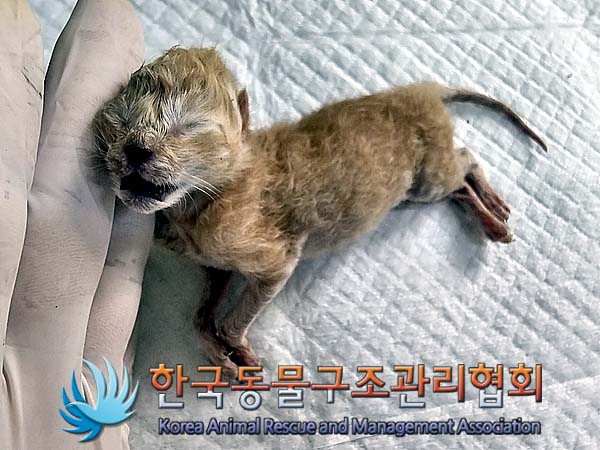 공고 번호가 경기-김포-2024-00354인 한국 고양이 동물 사진  