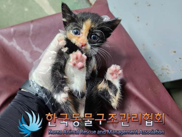 공고 번호가 경기-파주-2024-00483인 한국 고양이 동물 사진