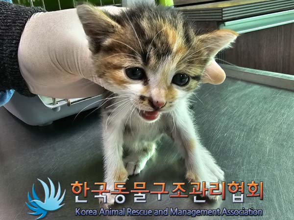 공고 번호가 서울-노원-2024-00034인 한국 고양이 동물 사진  