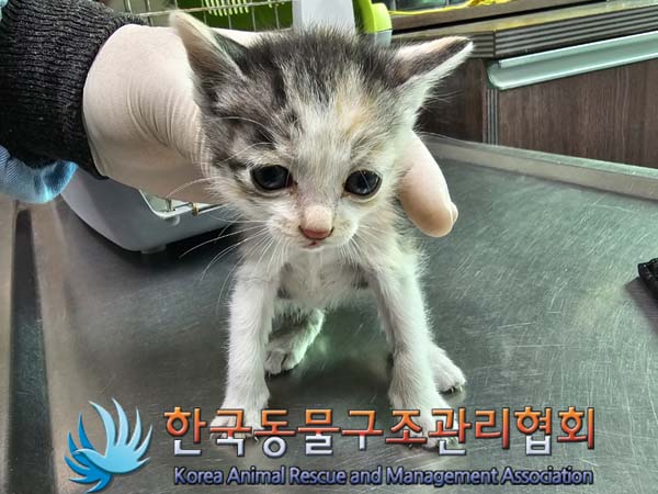 공고 번호가 서울-노원-2024-00035인 한국 고양이 동물 사진  