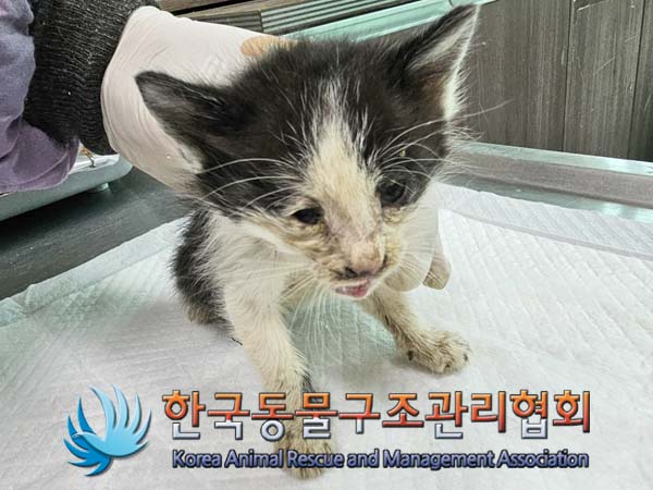 공고 번호가 경기-김포-2024-00333인 한국 고양이 동물 사진  