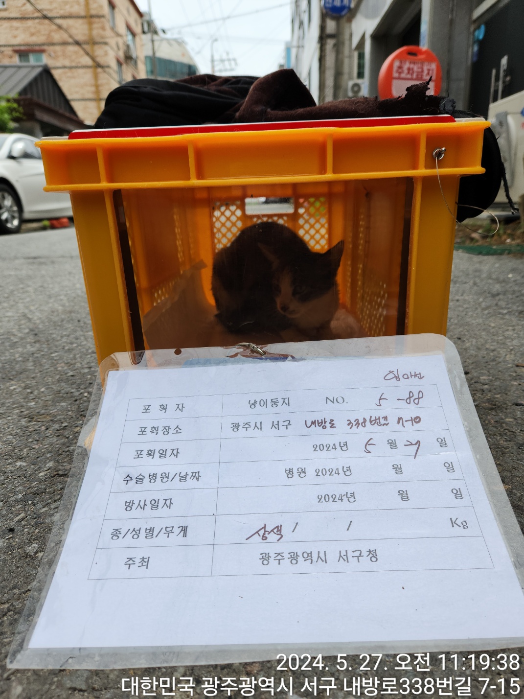 보호중동물사진 공고번호-광주-서구-2024-00289