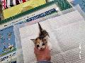 공고 번호가 인천-중구-2024-00150인 한국 고양이 동물 사진