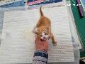 공고 번호가 인천-중구-2024-00153인 한국 고양이 동물 사진