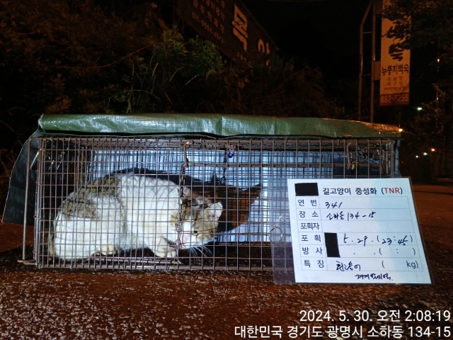 보호중동물사진 공고번호-경기-광명-2024-00342