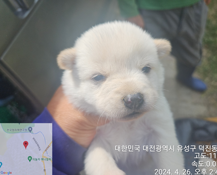 공고 번호가 대전-유성-2024-00118인 믹스견 동물 사진