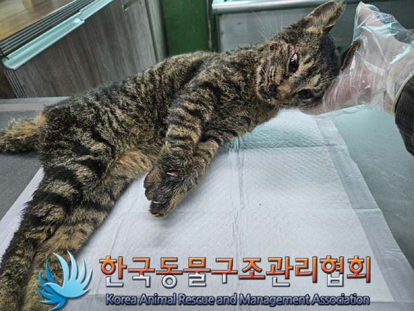 공고 번호가 경기-의정부-2024-00079인 한국 고양이 동물 사진  