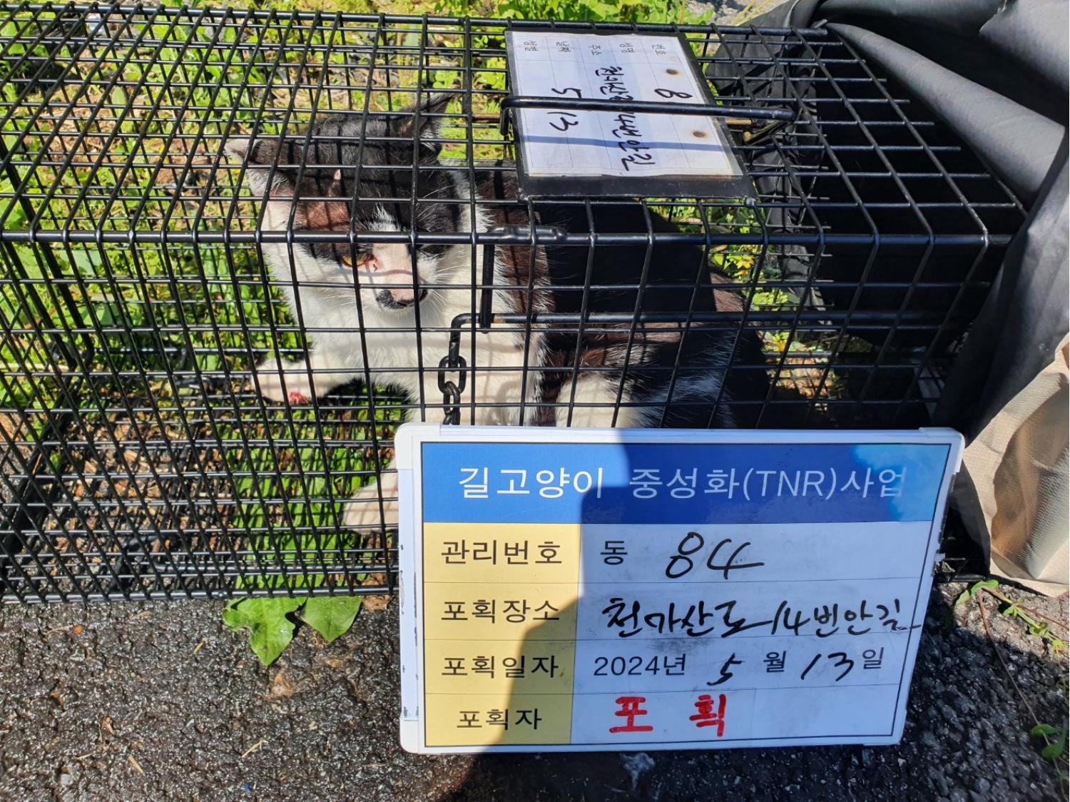 보호중동물사진 공고번호-경기-남양주-2024-01049