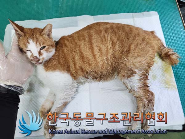 공고 번호가 서울-성동-2024-00032인 한국 고양이 동물 사진  