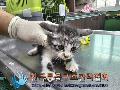 공고 번호가 서울-구로-2024-00032인 한국 고양이 동물 사진