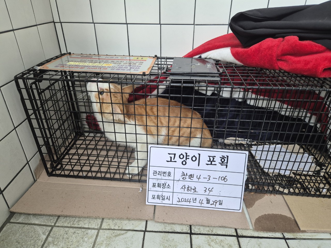 보호중동물사진 공고번호-경남-창원-2024-00466
