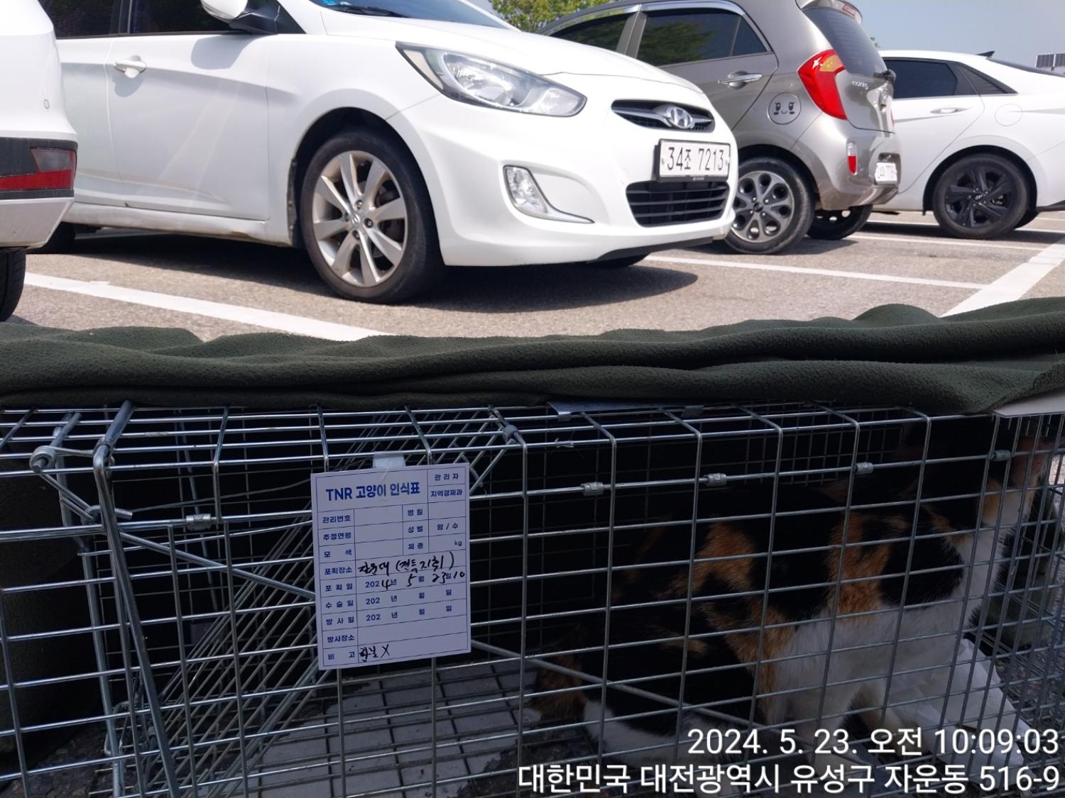 보호중동물사진 공고번호-대전-유성-2024-00216