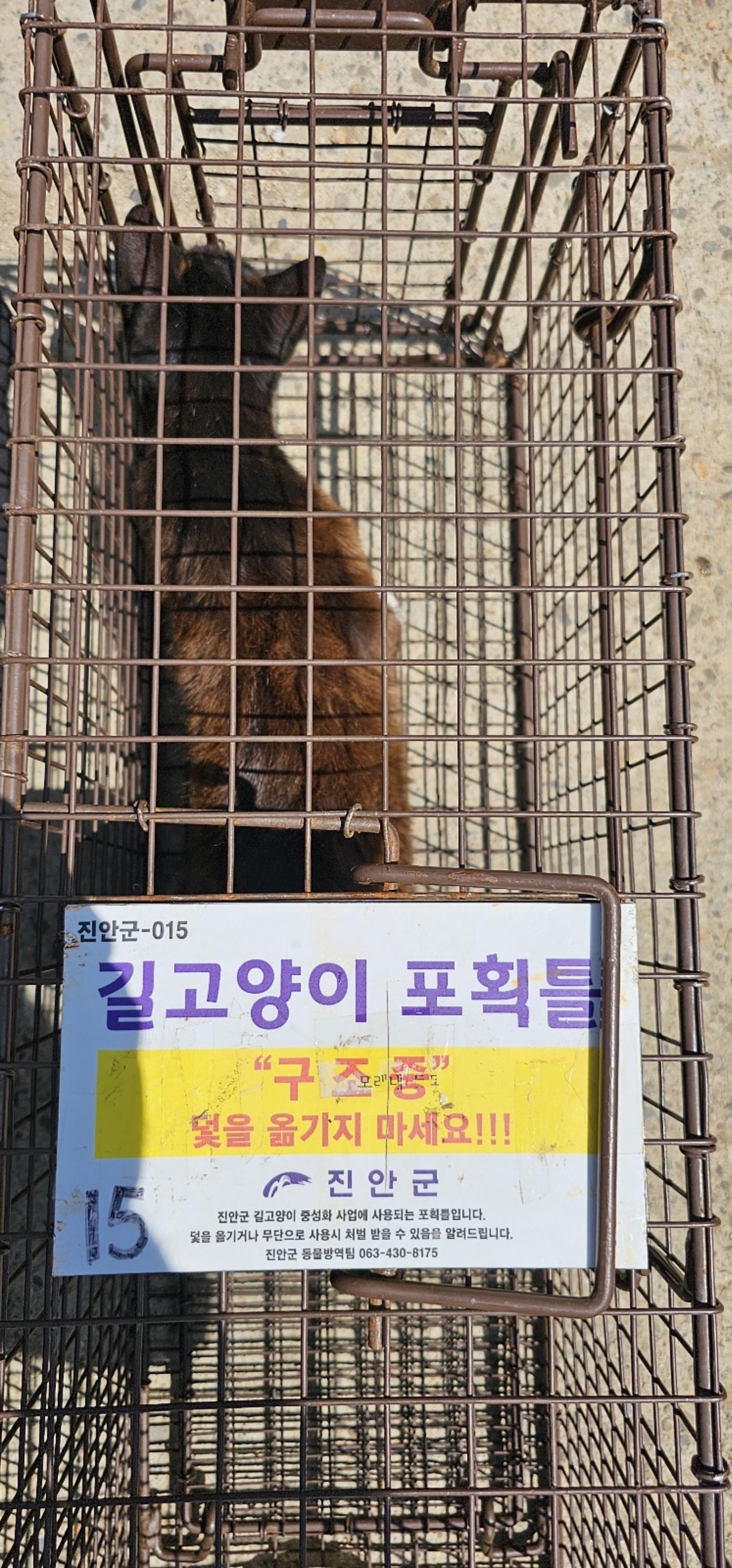 보호중동물사진 공고번호-전북-진안-2024-00279
