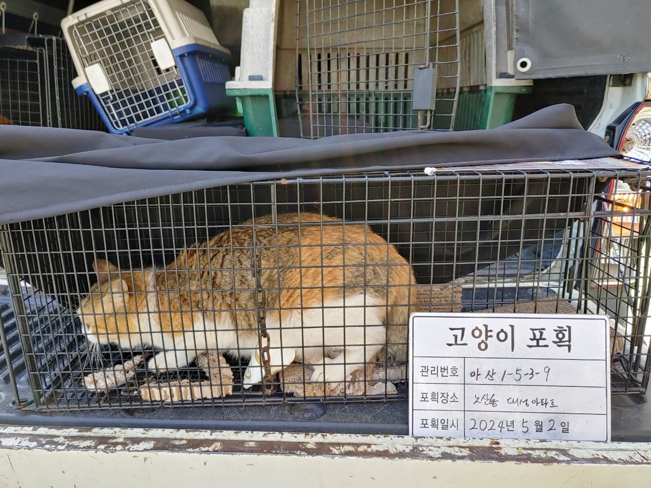 보호중동물사진 공고번호-경남-마산-2024-00620
