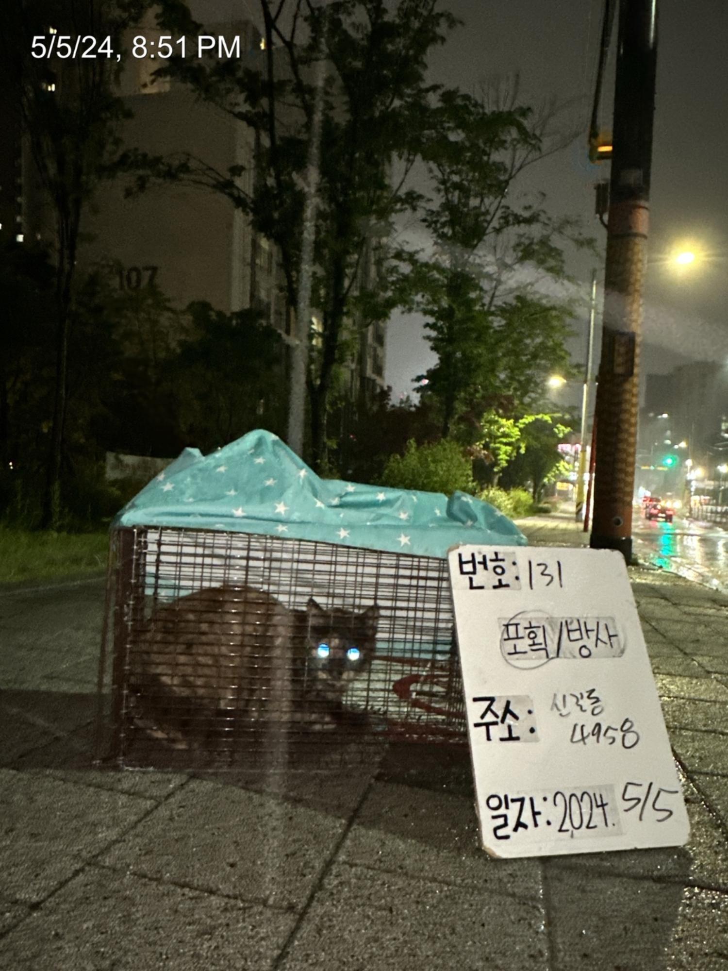 보호중동물사진 공고번호-서울-영등포-2024-00133
