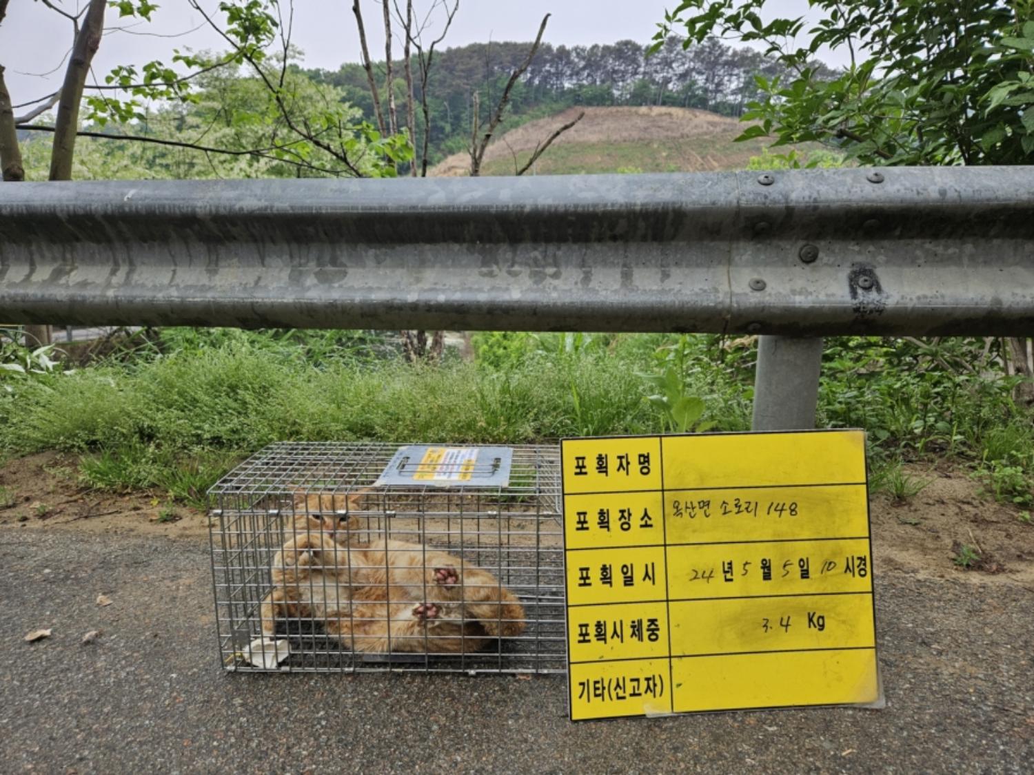 보호중동물사진 공고번호-충북-청주-2024-01108