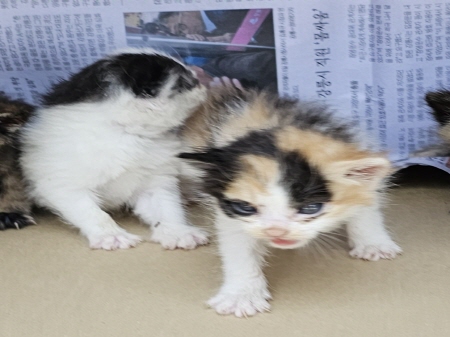 공고 번호가 강원-원주-2024-00240인 한국 고양이 동물 사진