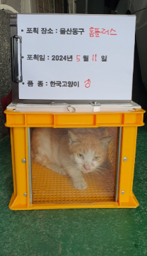 보호중동물사진 공고번호-울산-동구-2024-00129