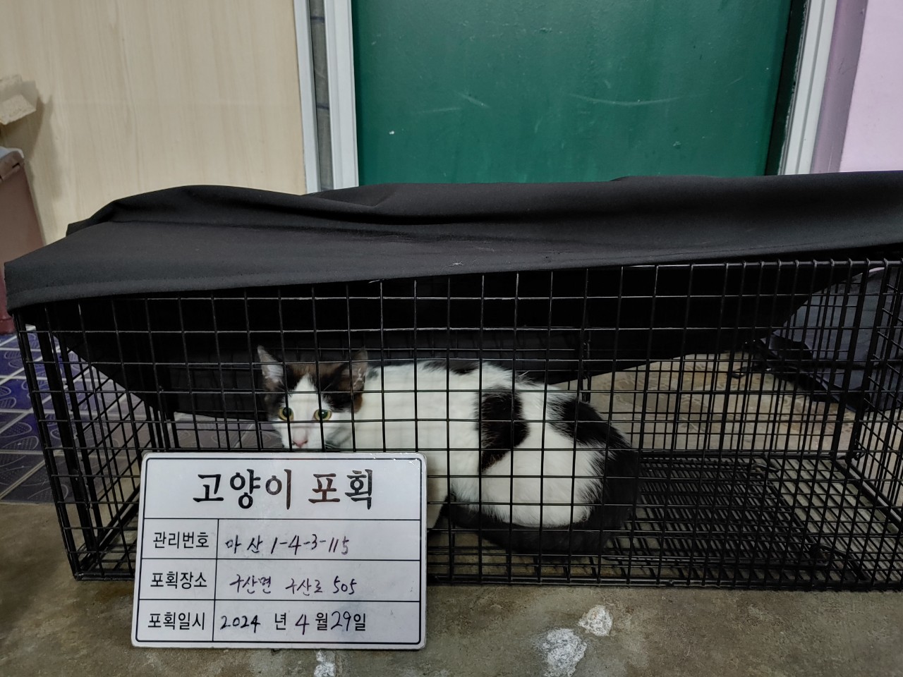 보호중동물사진 공고번호-경남-마산-2024-00593