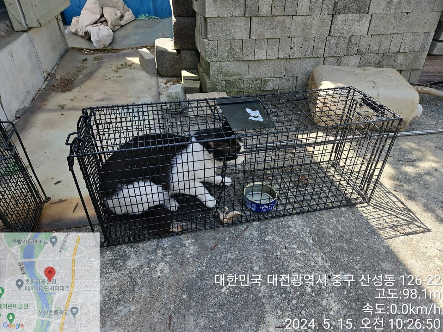보호중동물사진 공고번호-대전-중구-2024-00076