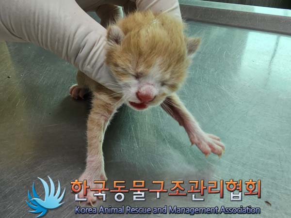 공고 번호가 서울-중구-2024-00014인 한국 고양이 동물 사진  