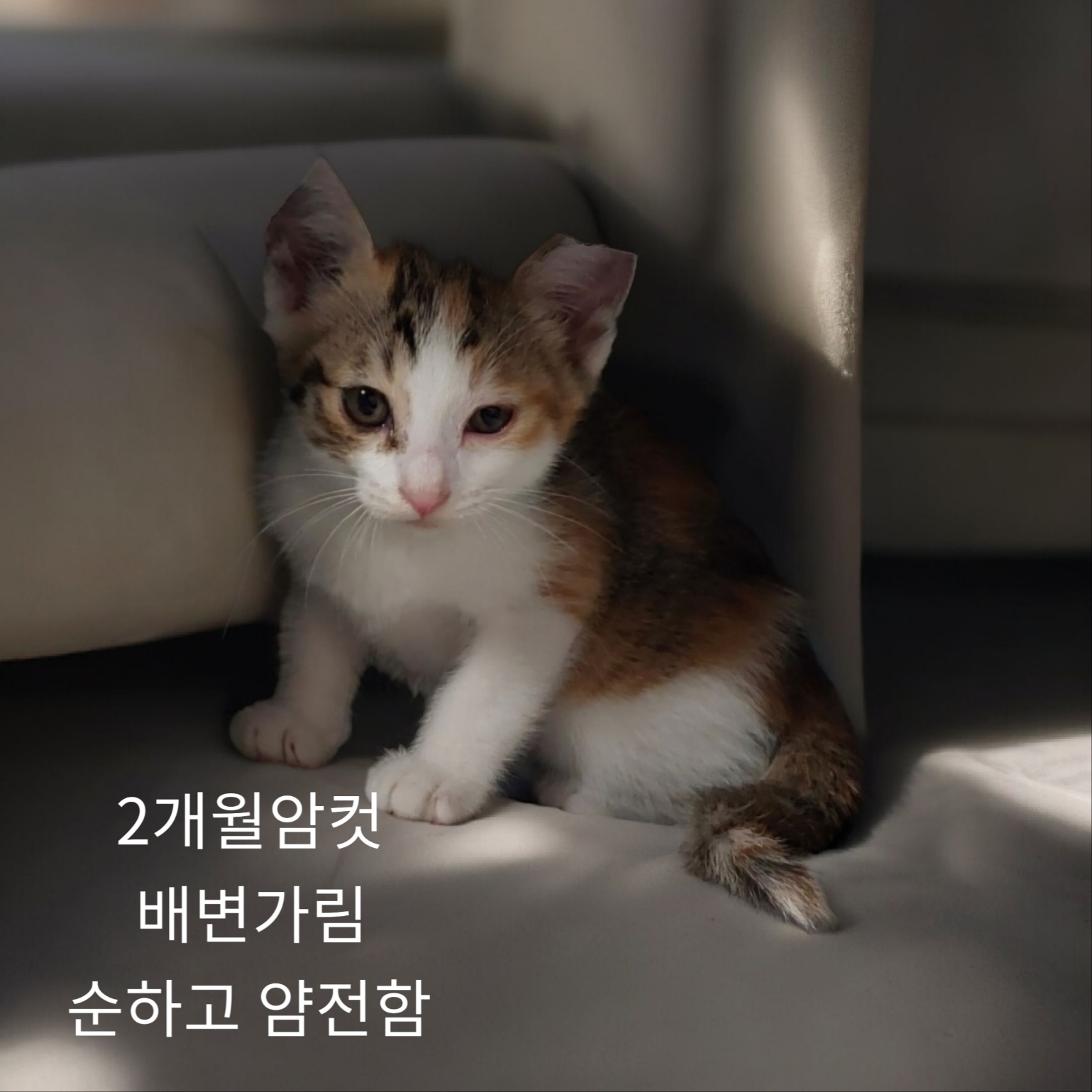 공고 번호가 경북-성주-2024-00236인 한국 고양이 동물 사진