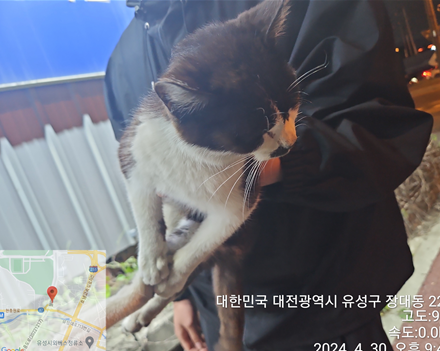 공고 번호가 대전-유성-2024-00123인 한국 고양이 동물 사진