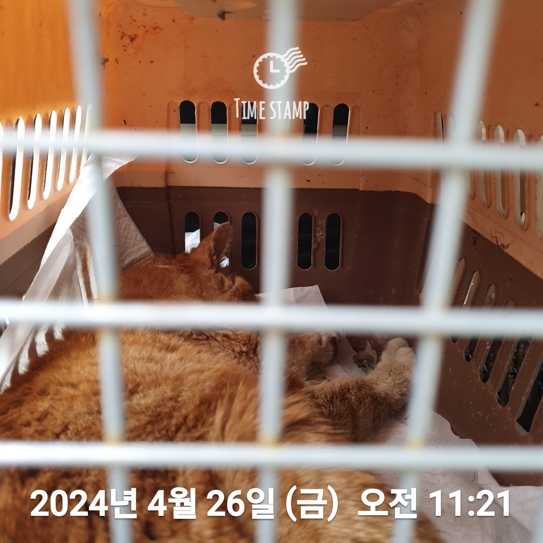 공고 번호가 울산-북구-2024-00061인 한국 고양이 동물 사진