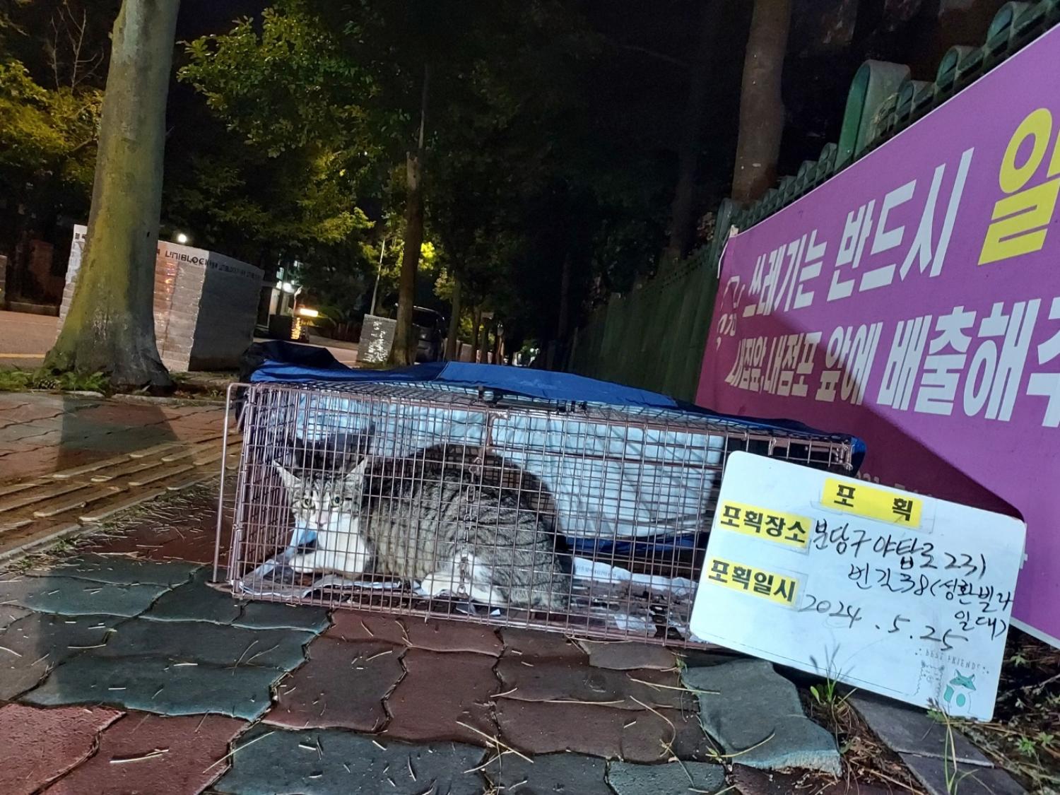 보호중동물사진 공고번호-경기-성남-2024-00364