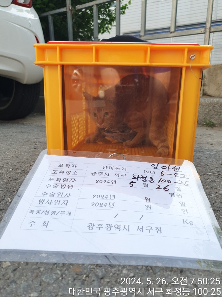 보호중동물사진 공고번호-광주-서구-2024-00284