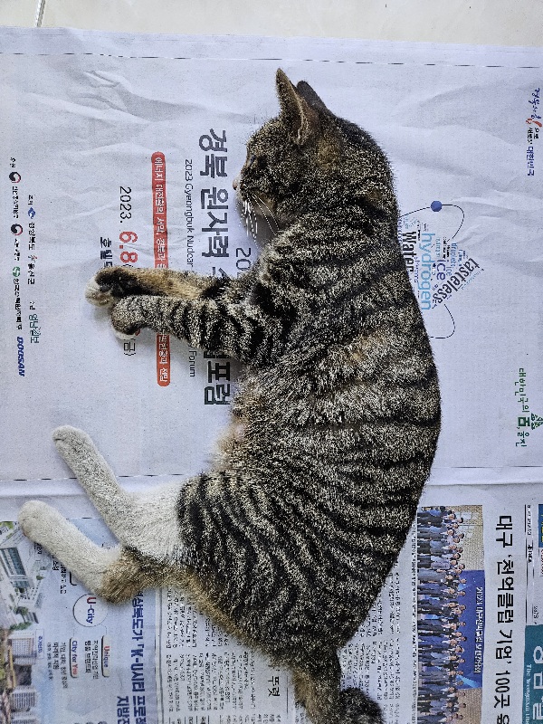 공고 번호가 대구-수성-2024-00232인 한국 고양이 동물 사진  